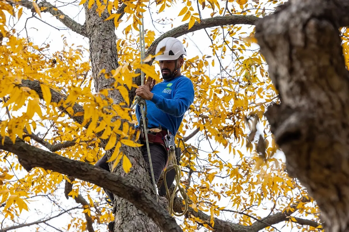 Skilled Tree Trimming crew working in Buckley